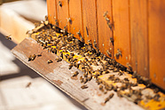 Urban bees at the Teatr Wielki – Polish National Opera. Photo: Marcin Łabuz