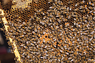 Urban bees at the Teatr Wielki – Polish National Opera. Photo: Marcin Łabuz