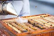 Urban bees at the Teatr Wielki – Polish National Opera. Photo: Marcin Łabuz