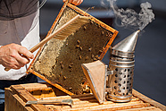 Urban bees at the Teatr Wielki – Polish National Opera. Photo: Marcin Łabuz