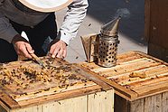 Urban bees at the Teatr Wielki – Polish National Opera. Photo: Marcin Łabuz