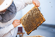 Urban bees at the Teatr Wielki – Polish National Opera. Photo: Marcin Łabuz