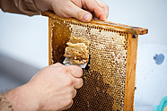 Urban bees at the Teatr Wielki – Polish National Opera. Photo: Marcin Łabuz